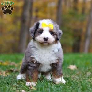 Princess, Mini Bernedoodle Puppy
